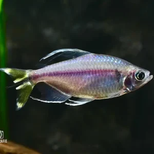 Gelber Kongosalmler (Alestopetersius caudalis) Preis Gesenkt